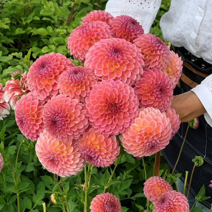 dahlia jowey winnie