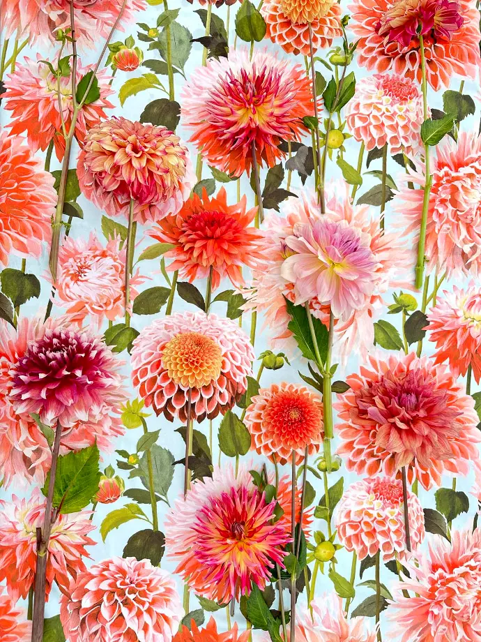 dahlia's
