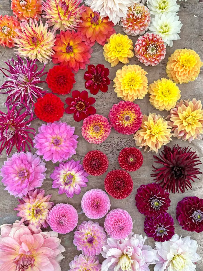 dahlia's