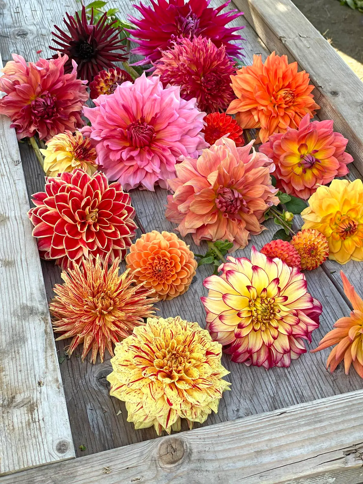 dahlia's
