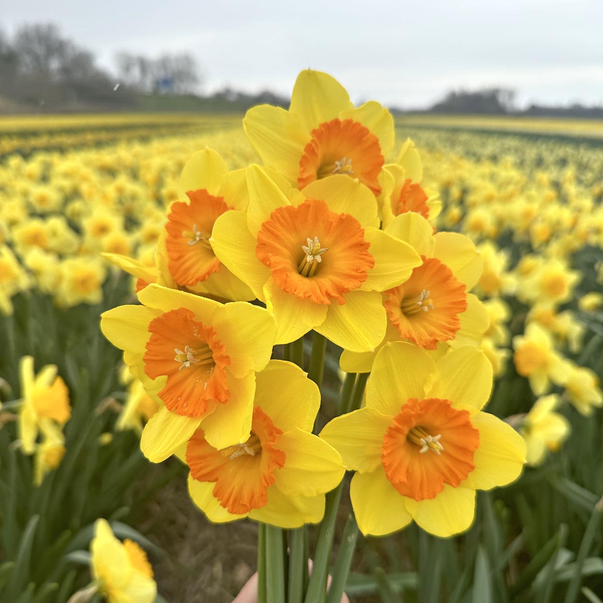 gele narcissen Sunkissed