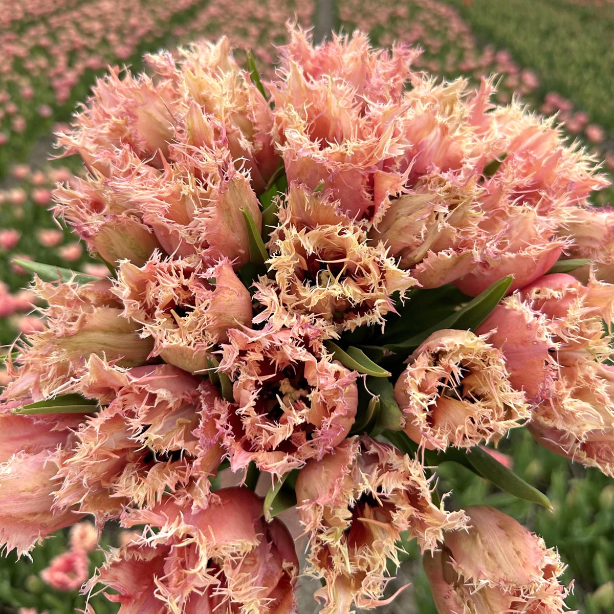 oranje tulpen