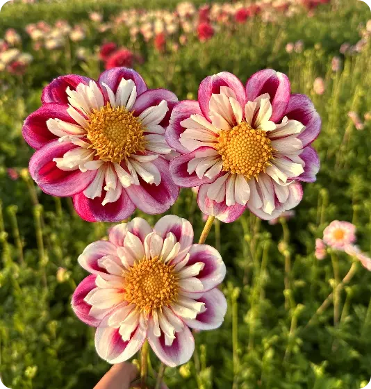 dahlia bumble rumble