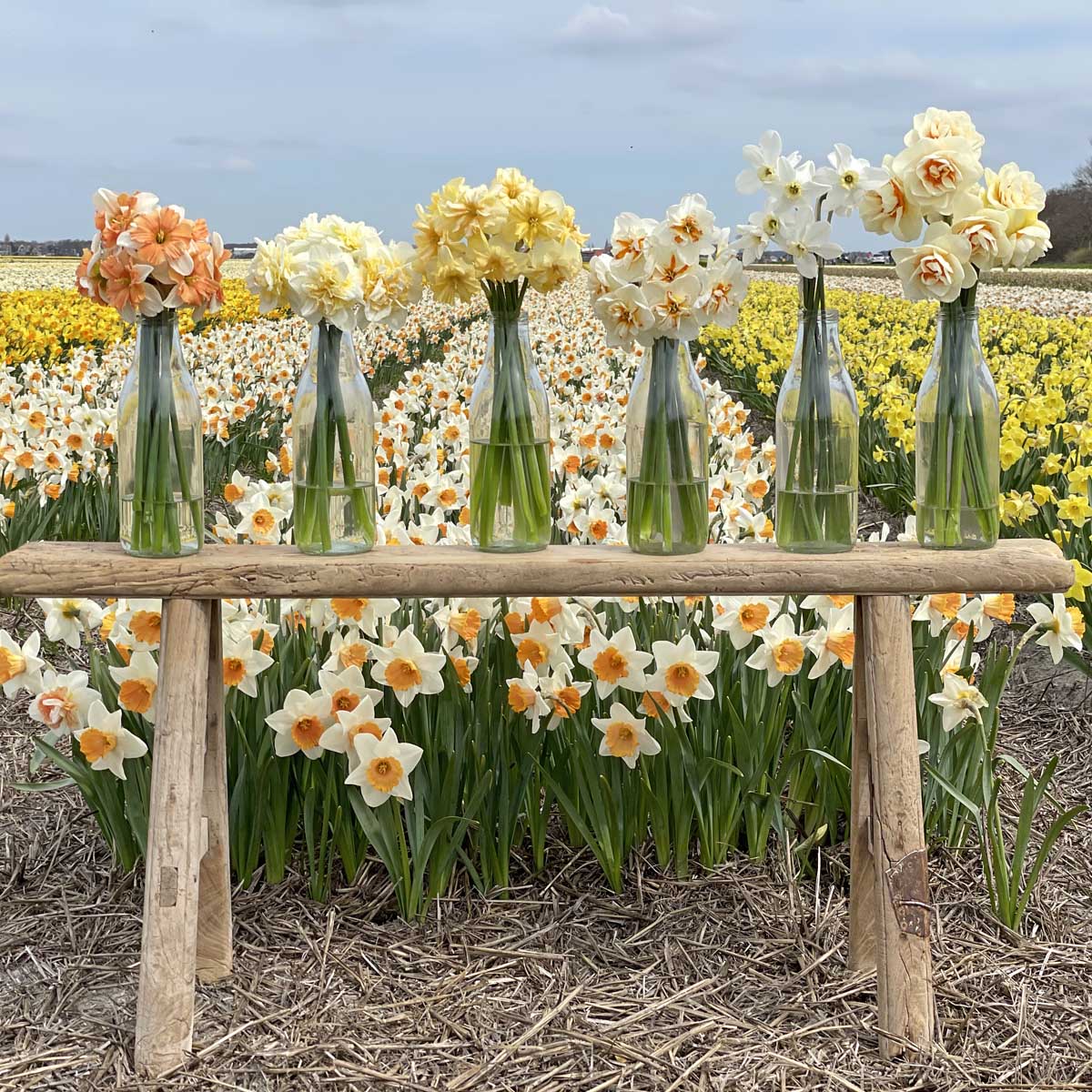 narcissen snijbloemen