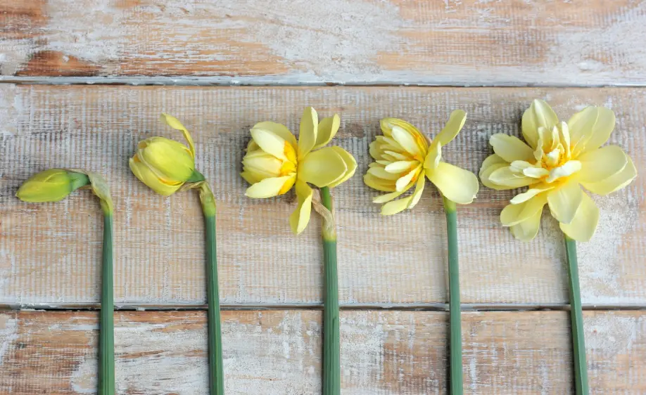 narcissen