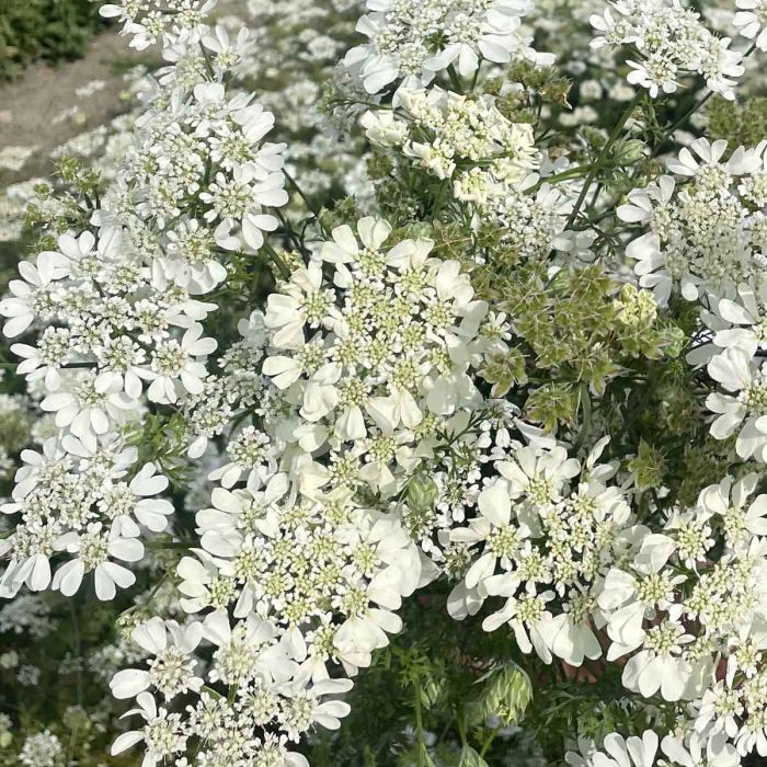 Orlaya Grandiflora White