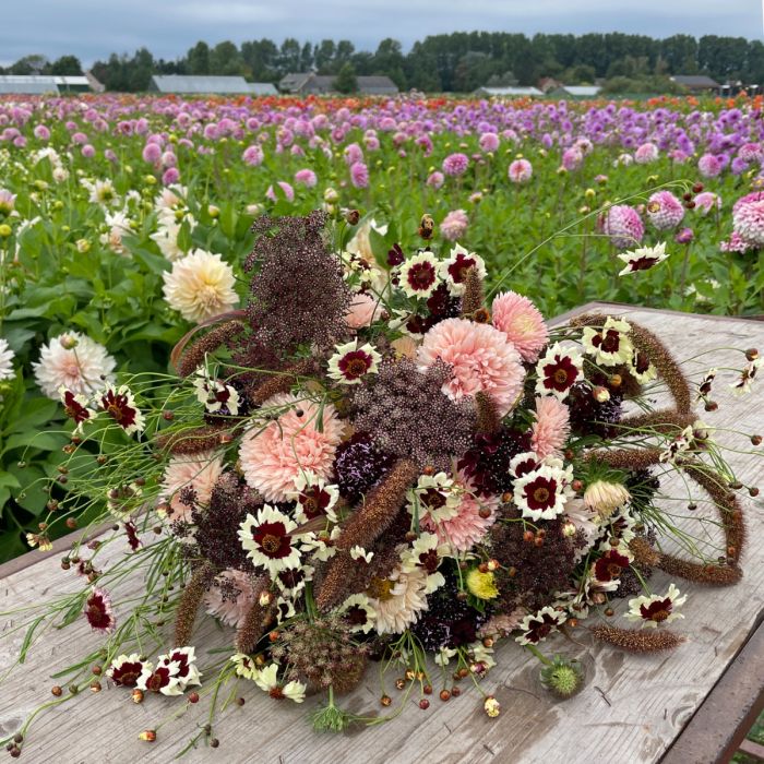 Mix Angels from the Sky - 5 x flowerseeds