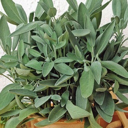 Product Afbeelding