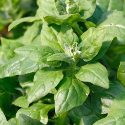 Product Afbeelding
