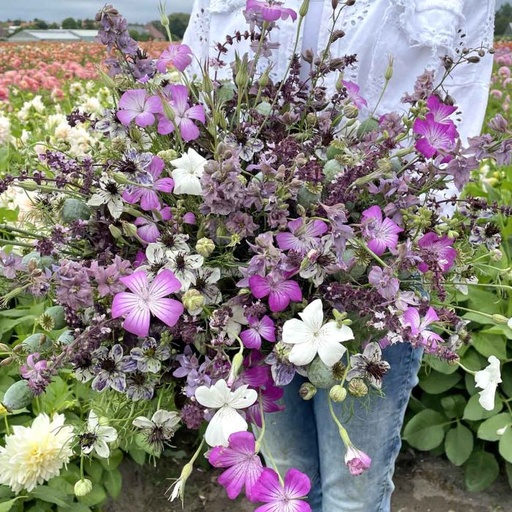 Mix Purple Heaven - 5x bloemenzaden